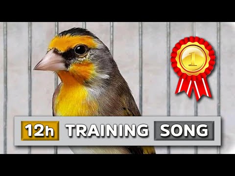 GOLDFINCH mule 12h The best Training Song - Hybrid Bird