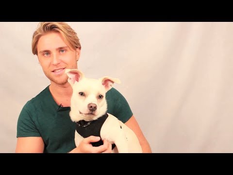 Adopt, Don't Shop: A Phrase Worth Thousands of Lives