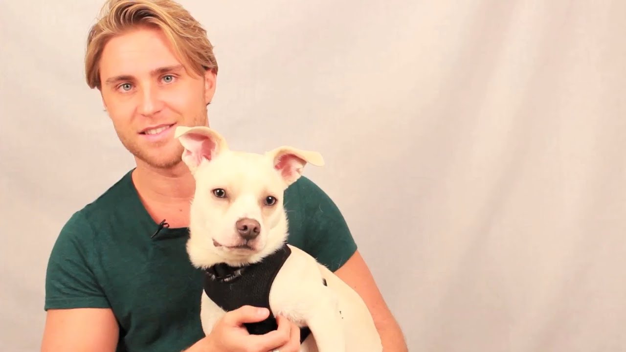 Adopt Don't Shop PSA