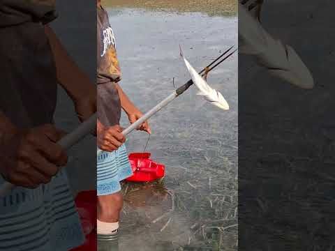 panah ikan kakap putih #shortsvidio #shost