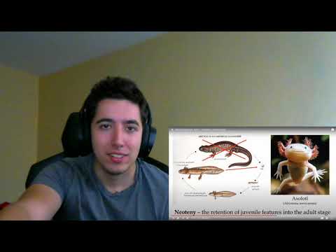 Alien Biospheres Part 3   Cladistics and Ecology By Biblaridion Reaction