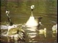 Sesame Street Ducklings Joe Raposo