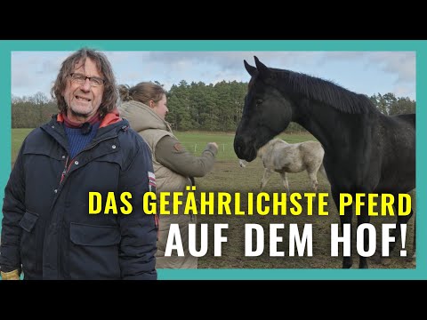 Aggressive, difficult, misunderstood – From problem to partner horse! ❤️🐎