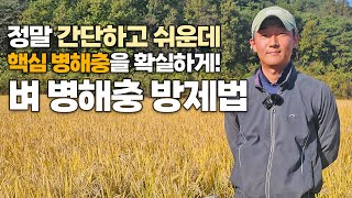 초간단 벼 병해충 방제 노하우! 물바구미부터 도열병까지 확실하고 편하게 방제하는 법