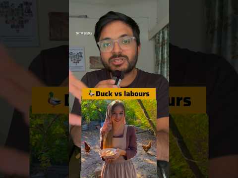 Business Birds| How ducks grow Rice in paddy fields of kerala #trending #keralam #duck