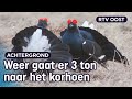 Korhoen sterft uit zonder onze hulp (en dat mag wettelijk niet) | RTV Oost