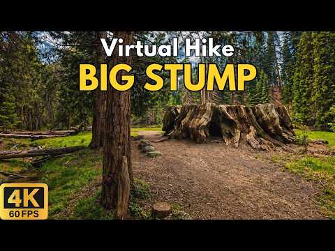Big Stump Trail 4K POV Hike | Rainy Sequoia Forest | Kings Canyon National Park | Treadmill Walk