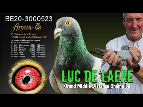 The Supremacy of LUC DE LAERE - 1° Nat. Chateauroux & 1° Nat. Ace Pigeon KBDB GMD