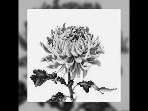 Chrysanthemum-Single