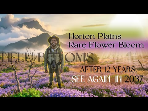 I Explored Horton Plains To See Rare Nelu Flowers! After 12 Years