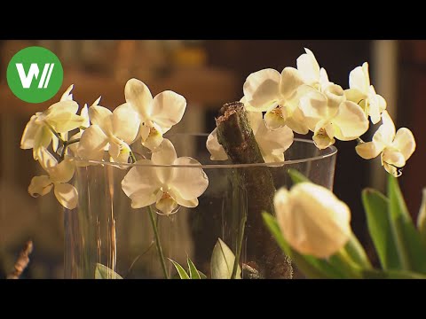 Ein neues Jahr beginnt - Mein schönes Land TV (NDR)