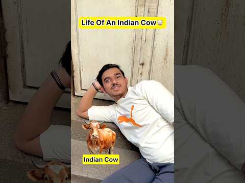 Life Of An Indian Cow🐮 #shorts