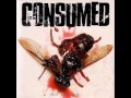 Consumed - Sunny Side Up 