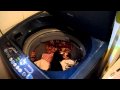 Kitty Falls In The Washing Machine