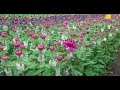Enjoy Flowers Valentines Day Special With Free Shipping