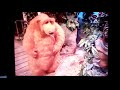 Bear In The Big Blue House Everybody S Special