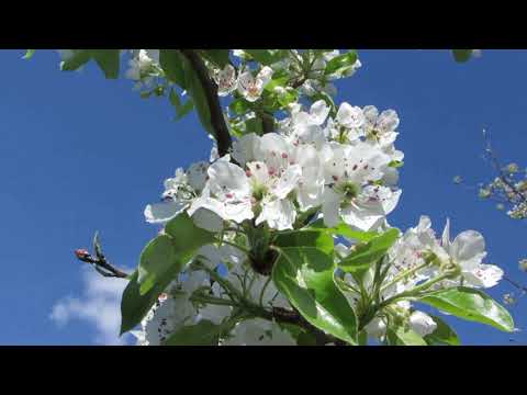 Înţelepciunea Copacilor Înfloriţi