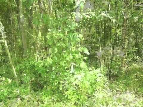 download lagu mp3 mp4 Ashwood Camden, download lagu Ashwood Camden gratis, unduh video klip Ashwood Camden