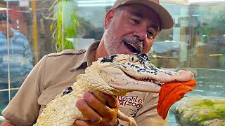 Feeding My Super-Rare Albino Pied Gators! 😱🐊