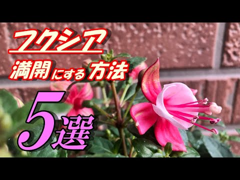 美しいフクシアを手に入れるにはどうすればよいですか？ 4つの秘密が明らかに  庭園