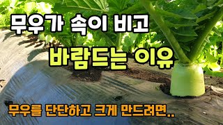 김장무우가 속이비고 바람드는 이유 무우 비대기 칼슘과 붕소를 주시고 물을 충분히줘야 무가 단단하고 삭해요.
