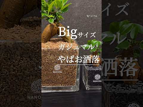 aménagement jardin feng-shui-Betula nigra Bouleau noir