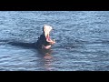 Hippo In Zambezi River