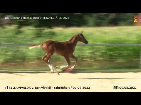 KN 1: Stutfohlen v. Bon Vivaldi - Fahrenheit