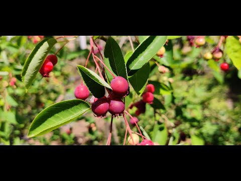Afinul Canadian / Saskatoon berry / Fructe de Iunie - BIO