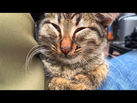 Tiny kitten living on the street needs food and attention
