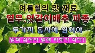 [텃밭농부 1,819]  여름철의 맛있는 물김치 재료. 열무랑 엇갈이배추 파종하기. #열무재배 #엇갈이배추재…