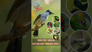 Download lagu Suara Pikat Kutilang ribut kombinasi burcil | anti zonk ! mp3