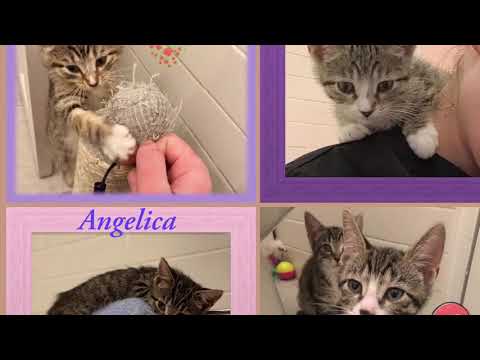 Delilahs Adorable Kittens, an adopted Domestic Short Hair in Port Chester, NY_image-1