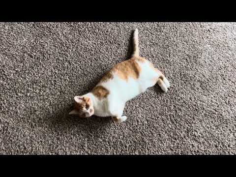 Ich spreche mit meinen Katzen darüber, wie gut sie das machen