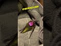 Frozen hummingbird set free by good samaritan 👏 #shorts