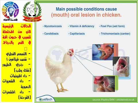 , title : '🔹الحالات الرئيسية التي تسبب آفة فموية (أعراض مرضية في الفم) في الدجاج. 🐔'