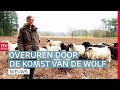 Extra werkdruk voor schaapherders maar geen compensatie & opknapbeurt atoomkelder | Drenthe Nu
