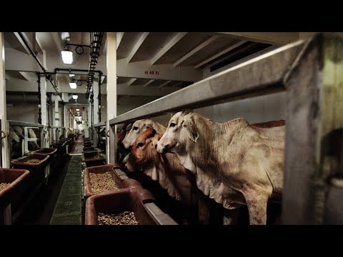 The government won’t ‘stop with sheep’ over live export ban
