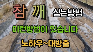 #참깨심는방법 #농사기술노하우 #검점깨들깨참깨재배기술 #심는시기