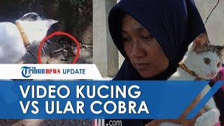 Viral Video Kucing Lawan 3 Ular Kobra yang Hendak Masuk Rumah di Mojokerto, 2 Ular Kobra Mati