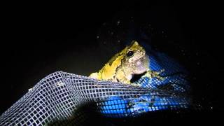 preview picture of video 'Hyla chrysoscelis call'