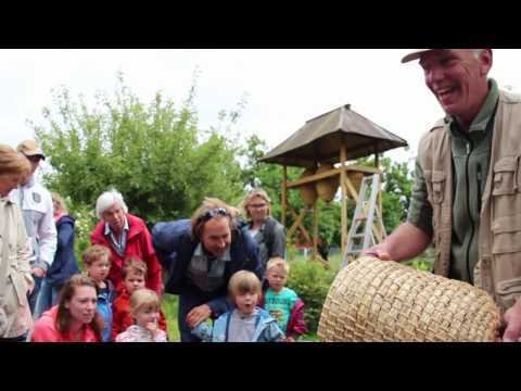 Beeswarm in a sunhive - stroking the bees