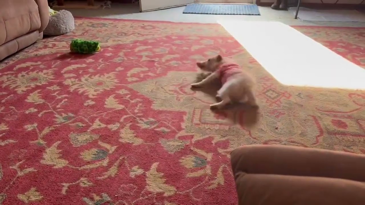 Enlarge Poppy , a Adoptable Chihuahua in Austin, TX video 5/5