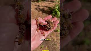 Download lagu Why Are Queen Bees' Wings Clipped? Here's Why! mp3