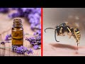 14 Home Remedies And Natural Treatments For Bee Stings | Health Tips
