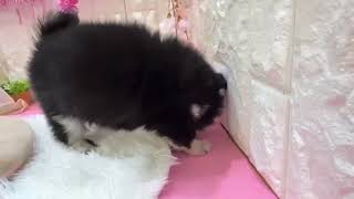 チワワ（ロング）の動画01