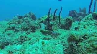 preview picture of video 'Go Pro Adventure Diving in Puerto Rico'