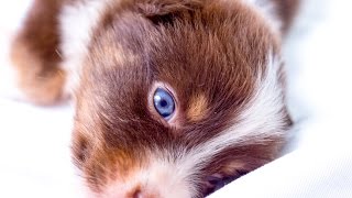 Clicker training 8 week old Miniature Australian Shepherd, smart puppy!