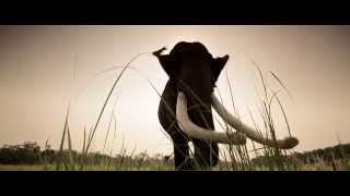 Shooting an Elephant - Teaser [HD]