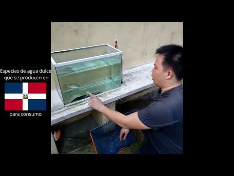 Tipos de peces que se crían en la Rep. Dominicana: Tilapia, Pacú, Pangasius, Carpa y Camarón